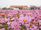 台灣燈會暖身　雲縣花海開了2成