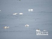 新虎尾溪　驚見百隻雞鴨鵝屍