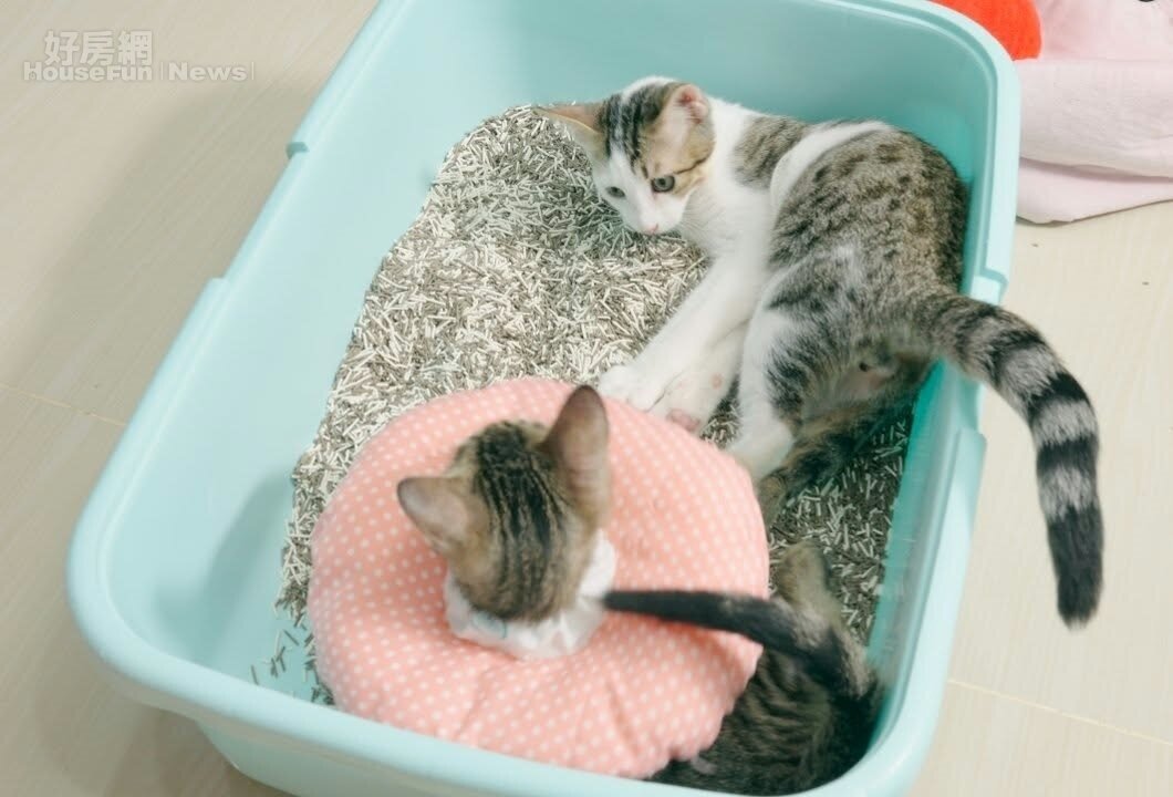 貓砂是養貓家庭常見的日常用品。(圖/倍力寵物提供)