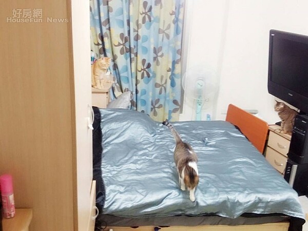 5.租屋空間簡單溫馨,該有的傢俱一應俱全,目前還有三隻貓咪與她住在同一屋簷下。