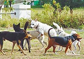 澎湖下月起　流浪動物零撲殺