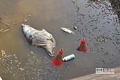 六甲菁埔埤落漆　臭爆浮魚屍