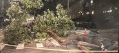 網傳砍樹事件「輪到內湖」　北市府：私人社區並非公園處移除