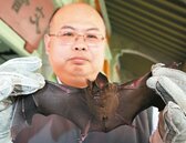 農藥、廢氣毒害　蝙蝠陷「迷航」