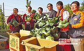 農糧署認購1.9萬顆愛心高麗菜