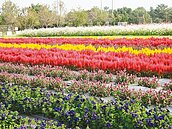 1年就這1天　高雄農改場花海明開放