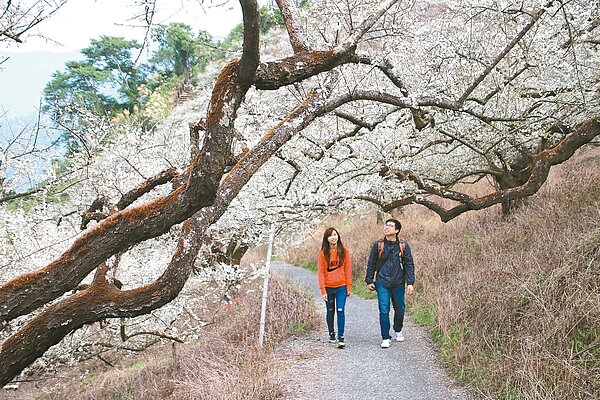 信義鄉踏雪尋梅進入高峰期,烏松崙林道5.6公里往左上方有塊賞梅秘境,梅樹交叉形成梅花隧道。 記者黃宏璣/攝影