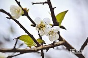 暖冬效應　梅花、櫻花延後綻放