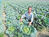 高麗菜價崩　農開放自採　1顆10元