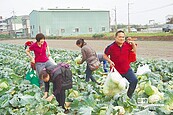 高麗菜農含淚推自採一粒15元　逾500人搶翻天