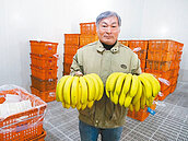 1根香蕉25元　可買2顆半高麗菜