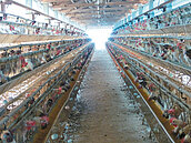 畜牧臭味擾民　彰化環局今年重點稽查