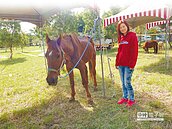 欠稅法拍　首見迷你馬、羊駝