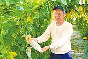 苦瓜、棗子價俏　農民啟動防賊大作戰