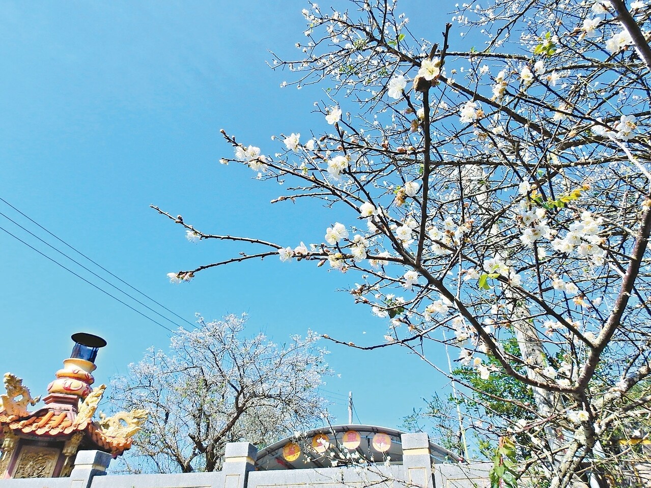 台南梅嶺梅花盛開花期可延續到春節 好房網news