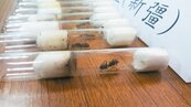 違法網購「外來種」螞蟻　生態專家緊張
