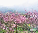 平菁街見花蹤　陽明公園櫻綻放