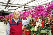 金雞年訂單湧　蘭花業者大發利市