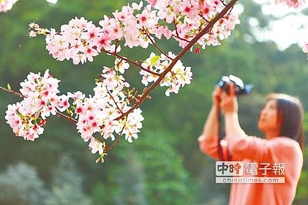 
櫻姿煥發新北市櫻花季開跑，預計2月中旬後進入盛開期，市府邀民眾走出戶外賞櫻、健行舒展身心，體驗櫻花魅力。（張立勳攝）
 