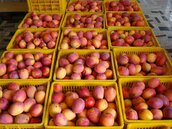 農產品輸陸衰退近一成　陸客愛吃的芒果減八成