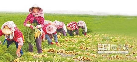 農夫正在收成彩色的胡蘿蔔,整個世界充滿繽紛。(陳志東攝)