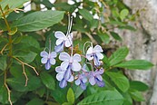 花蓮吉安鬱金香花園　霸王壽菊、藍蝴蝶競豔