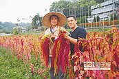 台灣藜豐收　彩虹農田好美