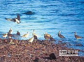 候鳥過境澎湖　賞鳥勿騷擾