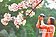 陽明山櫻花遲到　預計228盛開