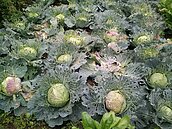 寒流來襲　高麗菜終於漲價了　　