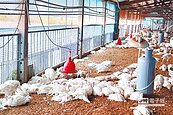 西部也失守　台南爆發H5N6禽流感