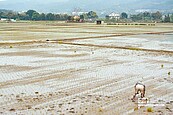 水情稍緊　高雄、新竹納警戒