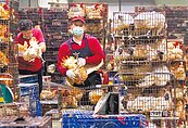 嘉縣、花蓮再增2例　禽流感疫情擴散