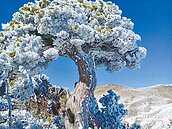 合歡山披白紗　霧淞冰景如畫