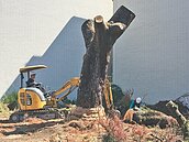 國有地標售　老松被整死…