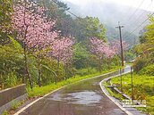 平溪、雙溪山櫻　盛開約5成