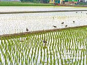 鞭炮干擾？訪台候鳥亂行蹤