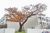 百年老樹才判死　地主秒砍激民憤
