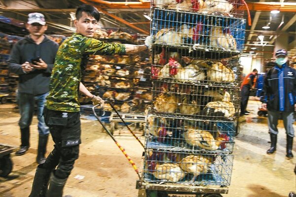 農委會宣布全國家禽禁運禁宰7天，許多雞隻今天湧入台北市家禽批發市場，雞販們忙進忙出，趕在最後一個工作日屠宰販售作業。 記者鄭清元／攝影