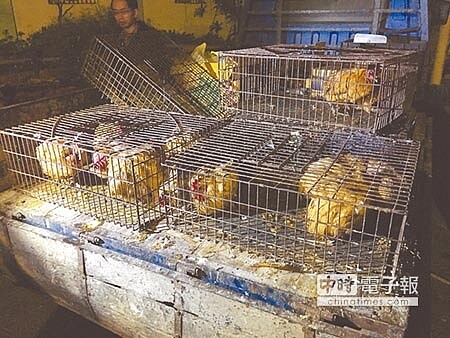 
滅疫禽 國軍出動雲林縣水林鄉與西螺鎮傳出禽流感，3天撲殺11萬隻雞，國軍出動支援（上圖，張朝欣攝）。彰化縣動物防疫所19日接獲通報，在彰濱工業區攔查一輛運雞車，防疫人員將車子押回來源禽場（右上圖，動物防疫所提供）。
 