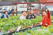 草莓結實纍纍　大湖採果趣