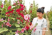 學甲蜀葵花海　浪漫百分百