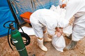 台南再爆禽流感　撲殺2.4萬隻雞
