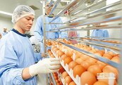 禽流感防疫升級　5星級養雞場2019年完工