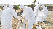 宜彰高屏再爆H5N2、H5N8