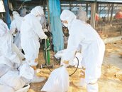 禽流感爆不停　台南撲殺1.6萬隻雞