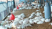 境外染H7N9流感　台商在台病逝