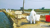 疫「禽」擋不住！全台鴨場首度採檢啟動