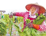 菸田成絕景　老農難轉型