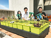 寶特瓶變綠屋頂　小學生就能做